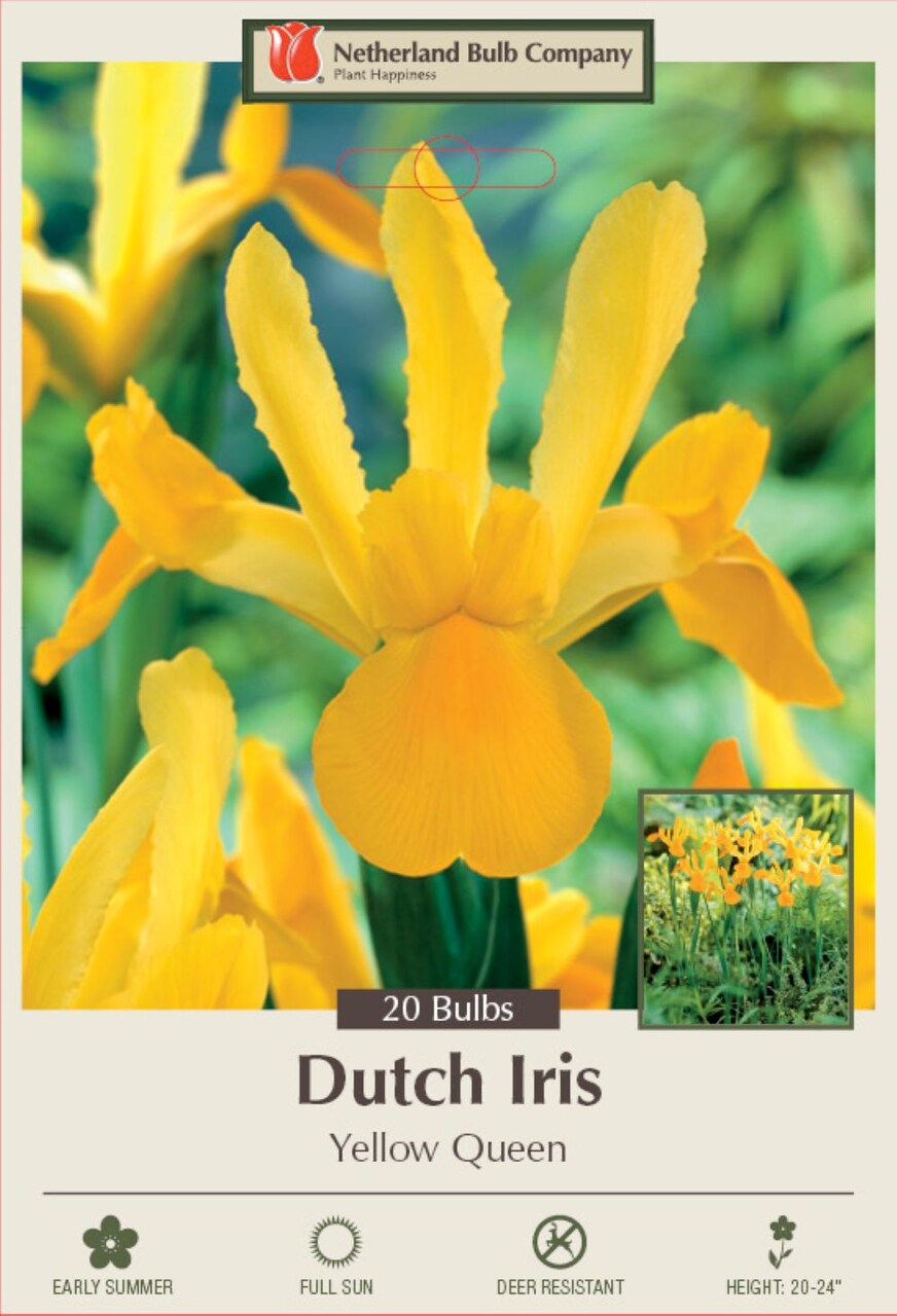 Yellow Queen Dutch Iris 20 Bulbs - Great Cut Flower - 8/9 cm Bulbs